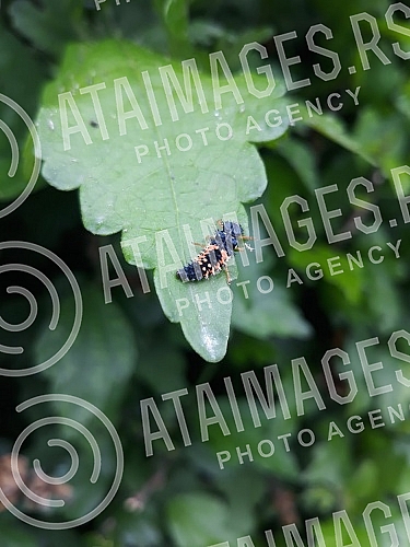 Spring in Belgrade and insects in the meadows.Prolece u Beogradu i insekti na livadama.