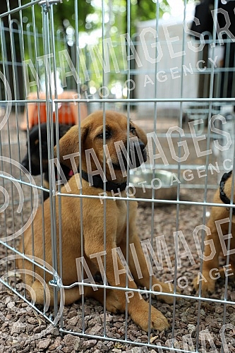The first regional festival of dogs of all breeds called 