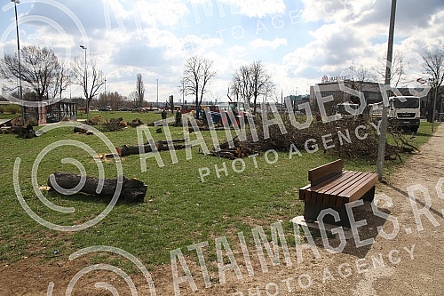 Cutting trees on Usce and Kalemegdan, as a preparation for mounting a gondola over the Sava River.Seca drveca na Uscu i Kalemegdanu, kao priprema za postavljanje gondole preko reke Save