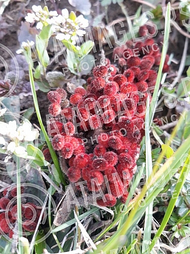 Spring has arrived, and nature shows it in full glory.
Prolece je stiglo, a priroda to pokazuje u punom sjaju. Spring has arrived, and nature shows it in full glory.
Prolece je stiglo, a priroda to pokazuje u punom sjaju.