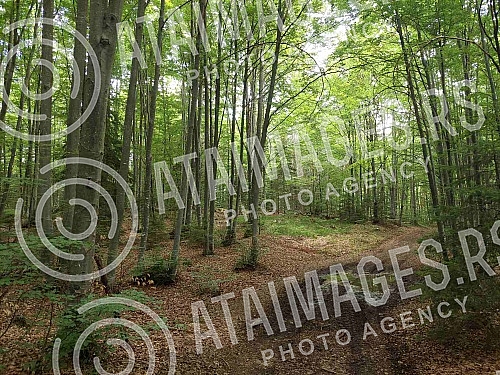 The beauties of Tara National Park.Lepote Nacionalnog parka Tara.