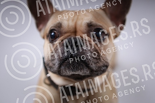 A cute brown french bulldog puppy.Slatko stene smedjeg francuskog buldoga. 