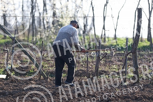 Life in Smederevska Palanka - Senior citizens respect the ban on going out and staying only in their yard and on their land
Zivot u Smederevskoj Palanci - stariji sugradjani postuju zabranu kretanja i borave samo u svom dvoristu i na svojoj zemlji. Life in Smederevska Palanka - Senior citizens respect the ban on going out and staying only in their yard and on their land
Zivot u Smederevskoj Palanci - stariji sugradjani postuju zabranu kretanja i borave samo u svom dvoristu i na svojoj zemlji.