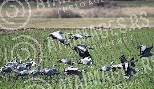 Cranes in the atriums of Novi Becej.Zdralovi u atarima Novog Beceja