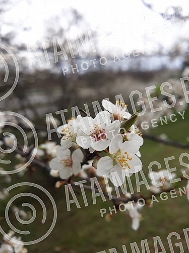 The fruit trees are in bloom. Drvece vocki je  procvetalo. 