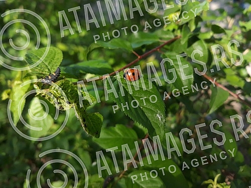 Ladybug on leaf.Bubamara na listu.