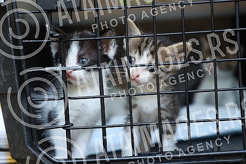 The first regional festival of dogs of all breeds called 