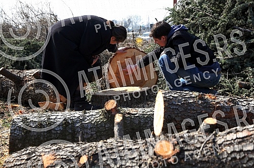 Cutting trees on Usce and Kalemegdan, as a preparation for mounting a gondola over the Sava River.Seca drveca na Uscu i Kalemegdanu, kao priprema za postavljanje gondole preko reke Save.