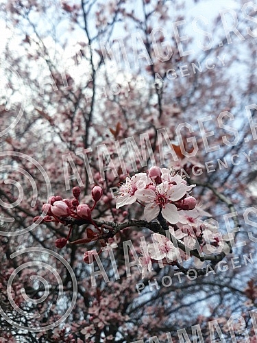 Spring has arrived, and nature shows it in full glory.Prolece je stiglo, a priroda to pokazuje u punom sjaju.