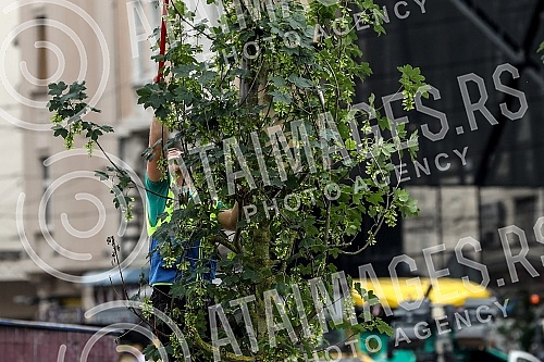 As part of the reconstruction of the Republic Square, the phase of planting new trees is in progress. U sklopu rekonstrukcije Trga republike, u toku je faza sadjenja novih stabala.