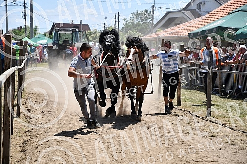 In the valley of the West Morava in the village of Tavnik, halfway between Kraljevo and Cacak, the Straparijada was held, one of the largest in this part of the country.U dolini Zapadne Morave u selu Tavnik, na pola puta izmedju Kraljeva i Cacka, o