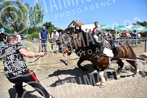 In the valley of the West Morava in the village of Tavnik, halfway between Kraljevo and Cacak, the Straparijada was held, one of the largest in this part of the country.U dolini Zapadne Morave u selu Tavnik, na pola puta izmedju Kraljeva i Cacka, o