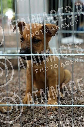 The first regional festival of dogs of all breeds called 