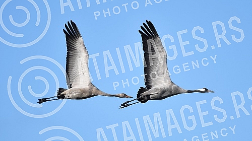 Cranes in the atriums of Novi Becej.Zdralovi u atarima Novog Beceja