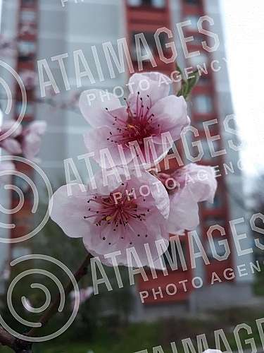 The fruit trees are in bloom. Drvece vocki je  procvetalo. 