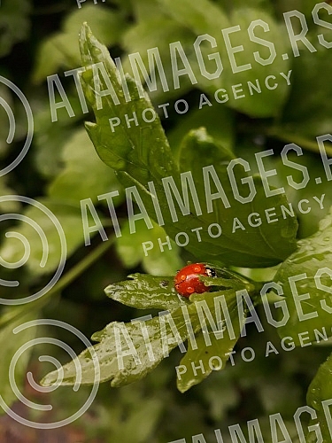 Ladybug on leaf during rain.Bubamara na listu tokom kise.