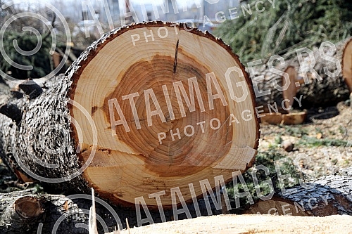 Cutting trees on Usce and Kalemegdan, as a preparation for mounting a gondola over the Sava River.Seca drveca na Uscu i Kalemegdanu, kao priprema za postavljanje gondole preko reke Save.