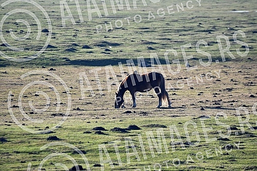 A horse grazing in Koviljski rit.Konj na ispasi u Koviljskom ritu.