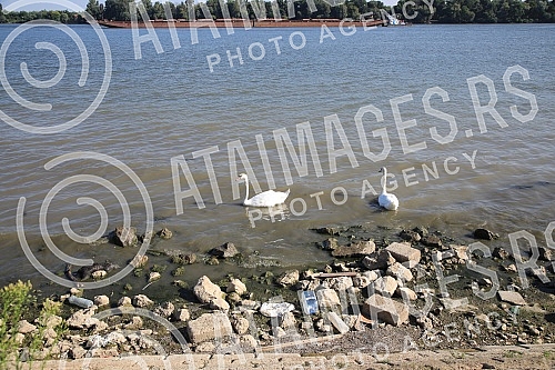Low water level on the Danube River.Nizak vodostaj na reci Dunav.