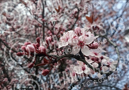 Spring has arrived, and nature shows it in full glory.Prolece je stiglo, a priroda to pokazuje u punom sjaju.