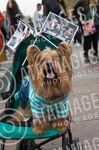 A No Back protest was held in Nis, which is part of a joint struggle for all animals throughout Serbia, for the absolute implementation of the Animal Welfare Law and the Veterinary Law without changing the laws and strategies, for the humane solution