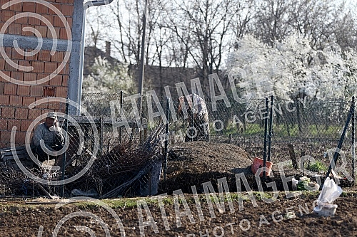Life in Smederevska Palanka - Senior citizens respect the ban on going out and staying only in their yard and on their landZivot u Smederevskoj Palanci - stariji sugradjani postuju zabranu kretanja i borave samo u svom dvoristu i na svojoj zemlji.