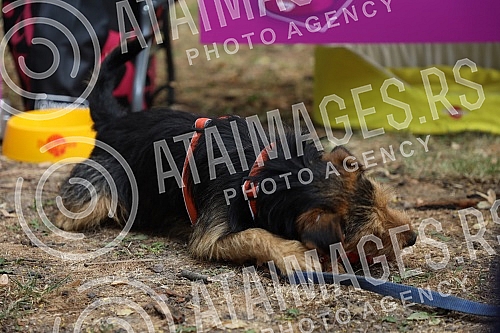 The first regional festival of dogs of all breeds called 
