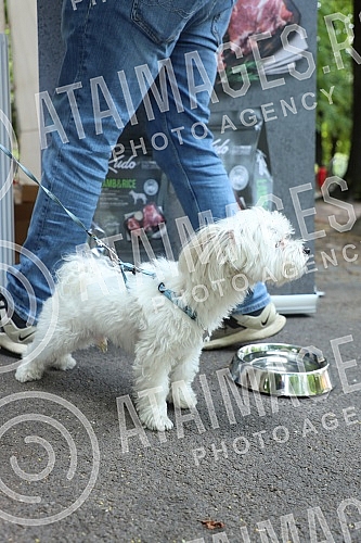 The first regional festival of dogs of all breeds called 