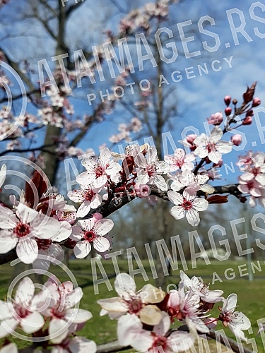 The fruit trees are already in bloom.
Drvece vocki je vec procvetalo. The fruit trees are already in bloom.
Drvece vocki je vec procvetalo.