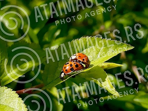 Spring in Belgrade.Prolece u Beogradu.