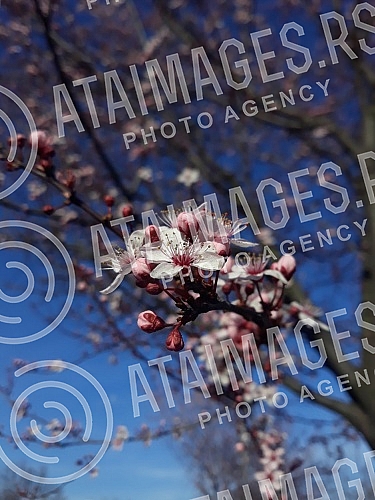 The fruit trees are in bloom. Drvece vocki je  procvetalo. 