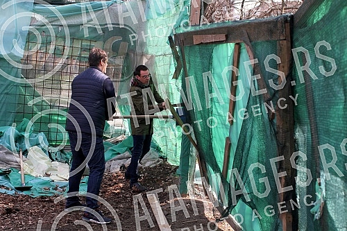 Cutting trees on Usce and Kalemegdan, as a preparation for mounting a gondola over the Sava River.Seca drveca na Uscu i Kalemegdanu, kao priprema za postavljanje gondole preko reke Save.