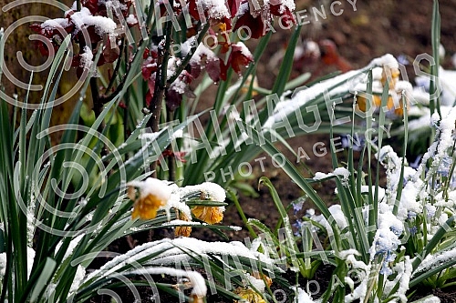 April snow in Banja Luka.
Aprilski sneg u Banjaluci. April snow in Banja Luka.
Aprilski sneg u Banjaluci.