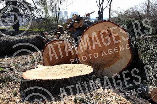 Cutting trees on Usce and Kalemegdan, as a preparation for mounting a gondola over the Sava River.Seca drveca na Uscu i Kalemegdanu, kao priprema za postavljanje gondole preko reke Save.