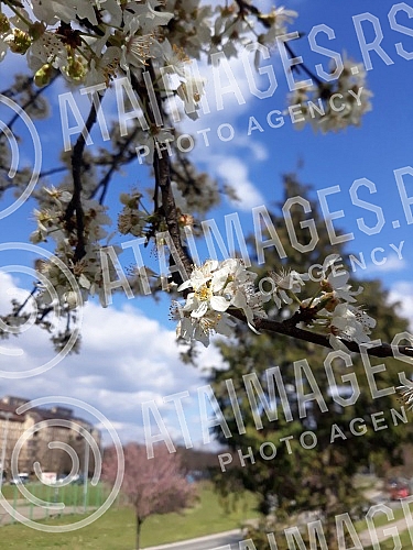 Spring has arrived, and nature shows it in full glory.
Prolece je stiglo, a priroda to pokazuje u punom sjaju. Spring has arrived, and nature shows it in full glory.
Prolece je stiglo, a priroda to pokazuje u punom sjaju.