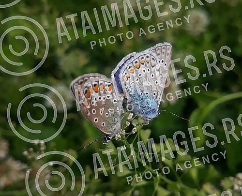 Spring in Belgrade and insects in the meadows.Prolece u Beogradu i insekti na livadama.