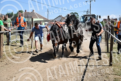 In the valley of the West Morava in the village of Tavnik, halfway between Kraljevo and Cacak, the Straparijada was held, one of the largest in this part of the country.U dolini Zapadne Morave u selu Tavnik, na pola puta izmedju Kraljeva i Cacka, o