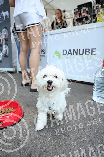 The first regional festival of dogs of all breeds called The first regional festival of dogs of all breeds called