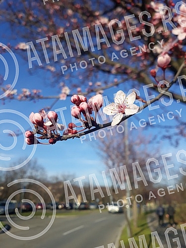 The fruit trees are in bloom. Drvece vocki je  procvetalo. 