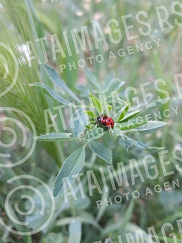 Ladybug on leaf.
Bubamara na listu. Ladybug on leaf.
Bubamara na listu.