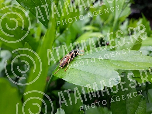 Wasp on leaf. Osa na listu.