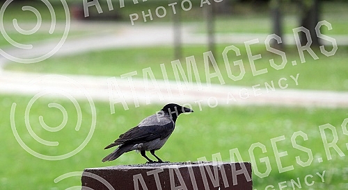 International Labor Day - May 1 in Belgrade. Curfew at the time of COVID 19.Medjunarodni praznik rada - 1. maj u Beogradu. Policijski cas u vreme COVID 19.