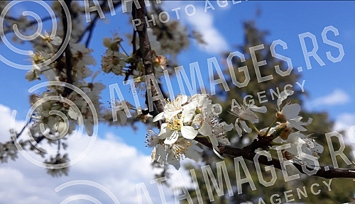 Spring has arrived, and nature shows it in full glory.
Prolece je stiglo, a priroda to pokazuje u punom sjaju. Spring has arrived, and nature shows it in full glory.
Prolece je stiglo, a priroda to pokazuje u punom sjaju.