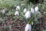 Although it is still winter in the calendar, the first snowdrops have already blossomed.Iako je kalendarski jos zima prve visibabe su vec procvetale