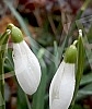 Although it is still winter in the calendar, the first snowdrops have already blossomed.Iako je kalendarski jos zima prve visibabe su vec procvetale