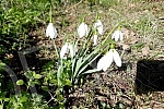 Although it is still winter in the calendar, the first snowdrops have already blossomed.Iako je kalendarski jos zima prve visibabe su vec procvetale