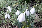 Although it is still winter in the calendar, the first snowdrops have already blossomed.Iako je kalendarski jos zima prve visibabe su vec procvetale
