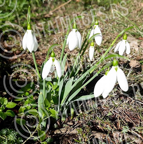 Although it is still winter in the calendar, the first snowdrops have already blossomed.Iako je kalendarski jos zima prve visibabe su vec procvetale