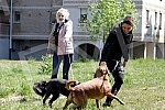Singer Sara Reljic with brother Filip walking dogs (paparazzo).Pevacica Sara Reljic sa bratom Filipom seta kucice (paparaco).