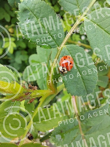 Ladybug (coccinella magnifica) on leafs eating aphids.Bubamara (coccinella magnifica) na liscu jede biljne vasi.